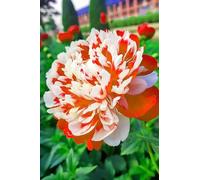 Peonia,Garden,Molto grande,resistente all'inverno,Decorazione Eccellente,facile da curare,bellissima.-6cipolle-A