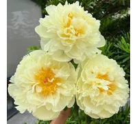 Peonia,Garden,molto grande,resistente all'inverno,Decorazione eccellente,facile da curare,bellissima.-6cipolle-D