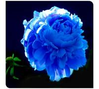 Peonia,Garden,molto grande,resistente all'inverno,Decorazione eccellente,facile da curare,bellissima.-6cipolle-J