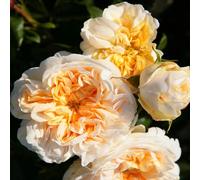 Peonia,Garden,molto grande,resistente all'inverno,decorazione eccellente,facile da curare,bellissima.-6cipolle-A