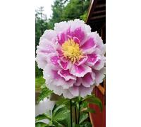 Peonia,Garden,Molto grande,resistente all'inverno,Decorazione Eccellente,facile da curare,bellissima.-6cipolle-G