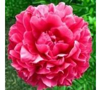 Peonia,Garden,molto grande,resistente all'inverno,decorazione eccellente,facile da curare,bellissima.-6cipolle-I