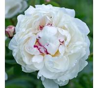Peonia,Garden,molto grande,resistente all'inverno,decorazione eccellente,facile da curare,bellissima.-6cipolle-B