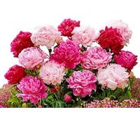 Peonia,Garden,molto grande,resistente all'inverno,decorazione eccellente,facile da curare,bellissima.-6cipolle-J