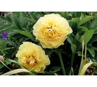 Peonia Garden Treasure I Peonia Gialla a fiore GRANDE doppio | pianta a radice nuda 2-3 occhi | Pianta Perenne da Giardino | Ibrido di Itoh | MY PLANTIS | spedito da Italia