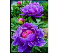 Peonia ibrida a tubero/Peonia rara/Rizoma/Resistente/Giardino/Facile da curare/Decorazione per esterni-2 Rizoma-F