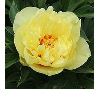 Peonia Itoh Bartzella - Paeonia Itoh Bartzella - Radici Nude (1)