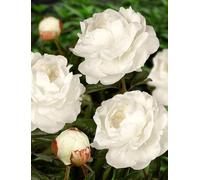 Peonia Lactiflora Ann Cousins | peonia bianca | peonie erbacee | a radice nuda 3-5 occhi | piante perenni da giardino | MY PLANTIS | spedito da Italia