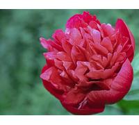 Peonia Lactiflora Belgravia | peonia rossa | peonie erbacee | a radice nuda 2-3 occhi | piante perenni da giardino | MY PLANTIS | spedito da Italia