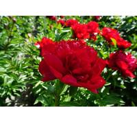 Peonia Lactiflora Christmas Velvet | peonia rossa | peonie erbacee | a radice nuda 2-3 occhi | piante perenni da giardino | MY PLANTIS | spedito da Italia