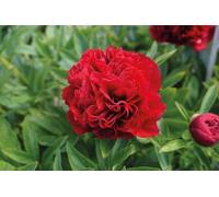 Peonia Lactiflora Elize Lundy | peonia rossa | peonie erbacee | a radice nuda 2-3 occhi | piante perenni da giardino | MY PLANTIS | spedito da Italia