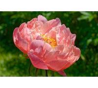 Peonia Lactiflora Kings Day | peoniarosa salmone | peonie erbacee | a radice nuda 2-3 occhi | piante perenni da giardino | MY PLANTIS | spedito da Italia