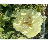 Peonia Lactiflora Lemon Chiffon | peonia gialla | peonie erbacee | a radice nuda 2-3 occhi | piante perenni da giardino | MY PLANTIS | spedito da Italia