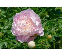 Peonia Lactiflora Mrs. Franklin D. Roosevelt | peonia rosa chiaro | fiori grandi | peonie erbacee | a radice nuda 2-3 occhi | piante perenni da giardino | MY PLANTIS | spedito da Italia