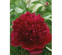 Peonia Lactiflora Red Charm | peonia rossa | peonie erbacee | a radice nuda 2-3 occhi | piante perenni da giardino | MY PLANTIS | spedito da Italia