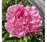 Peonia Lactiflora The Fawn | peonia rosa | peonie erbacee | a radice nuda 2-3 occhi | piante perenni da giardino | MY PLANTIS | spedito da Italia