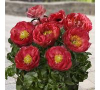 Peonia NANA pianta di Paeonia lactiflora Patio