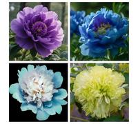 Peonia-perenne inverno/Winterhart-lampadine peonie congestionanti -3cipolle miscelazione F