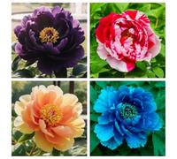 Peonia-perenne inverno/Winterhart-lampadine peonie congestionanti -4cipolle miscelazione A