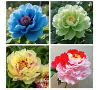 Peonia-perenne inverno/Winterhart-lampadine peonie stagnanti -4cipolle miscelazione H