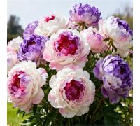 Peonia profumata/Per abbellire il giardino/Facile da coltivare e fiorisce nello stesso anno-1 PCS-C