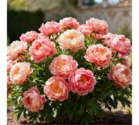 Peonia profumata/Per abbellire il giardino/Facile da coltivare e fiorisce nello stesso anno-2 PCS-E