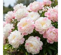 Peonia profumata/Per abbellire il giardino/Facile da coltivare e fiorisce nello stesso anno-3 PCS-G