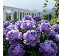 Peonia profumata/Per abbellire il giardino/Facile da coltivare e fiorisce nello stesso anno-4 PCS-H