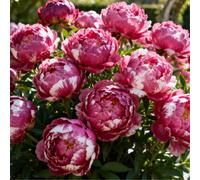 Peonia profumata/Per abbellire il giardino/Facile da coltivare e fiorisce nello stesso anno-5 PCS-F