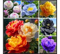 Peonia rara/Peonia ibrida a tubero/Rizoma/Resistente/Giardino/Facile da curare/Decorazione per esterni-3 Rizoma-E