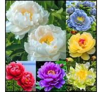 Peonia rara/Peonia ibrida a tubero/Rizoma/Resistente/Giardino/Facile da curare/Decorazione per esterni-1 Rizoma-B