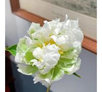 peonia resistenti in vaso giardino balcone varietà antiche 40semi