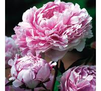 Peonia rizoma pianta perenne fiore Paeonia Sarah Bernhardt 3 pz.