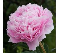 Peonia Sarah Bernhardt - Paeonia Sarah Bernhardt - Classica Peonia Rosa - Radici Nude (1)