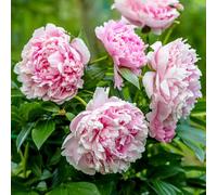 Peonia Sarah Bernhardt, pianta perenne da giardino | Peonia in vaso, ideale per giardino e fioriere