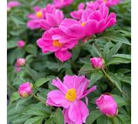 peonie balcone giardino resistenti in vaso esotiche raro 5bulbi