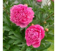 peonie balcone tappezzante resistente, semi di, esotiche Aiuole rialzate per il giardino balcone resistenti, adatte al 45semi