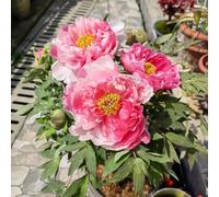 peonie peonia - balcone di invernale 1Bulbi