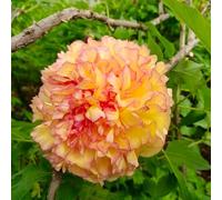 peonie peonia - balcone semi giardino balcone che 100pcs