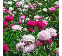 peonie peonia - giardino che amano l'ombra, resistenti semi di selvatici resistenti balcone semi di selvatici balcone 500pcs