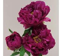 peonie peonia - semi di giardino che amano l'ombra, resistenti tetti resistenti semi di balcone 220pcs