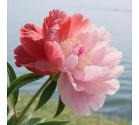 Peonie/peonie cipolle/peonie tubero-perenni, resistenti all'inverno, per giardino-4 cipolle-H