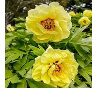 peonie resistenti - semi resistenti per giardino prato interni semi - rare tagliate balcone bonsái 20pcs