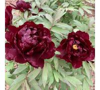 peonie tagliate estate riverdimento tetti Copertura perenne resistente semi decorazione semi selvaggio primavera arbusto 350pcs