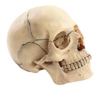 Peosaard Modello anatomico del Cranio Adulto Umano, Modello anatomico in 3 Parti a Dimensioni della Vita con Tappo del Cranio Rimovibile e mandibola articolata per Lo Studente di Medicina