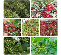 pepe giardino interno invernale perenni resistenti medicinali da balcone resistenti semi biologici 350pcs