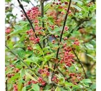 pepe giardino rocce inverno balcone resistente semi estremamente resistenti interni balcone bonsái interni semi 500pcs