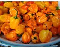 Pepe, Semi Bonnet Orange - Fresh & Non OGM (Bonnet Arancione 50 + Seeds) Seeds ONLY