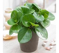 Peperomia Goccia di Pioggia | Peperomia a Goccia da 20-30 cm | Pianta da Appartamento da Regalo per Interni