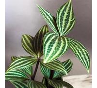 peperomia tetraphylla - Letti elevati per il giardino del giardino di medicinali interni esotici del balcone semi selvaggi 30pcs